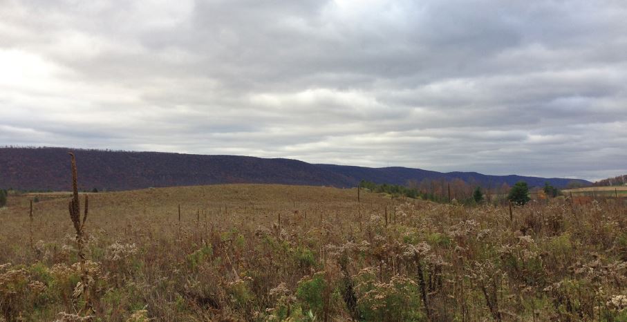 41+/- Acres of Land for Sale North of Orangeville, PA
