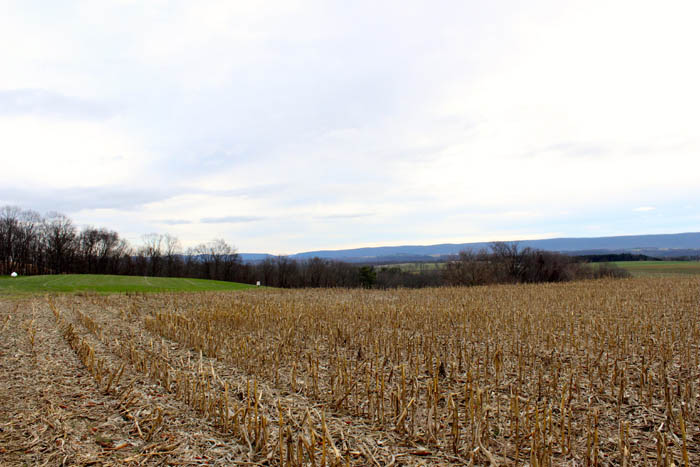 28 Acres of Prime Land in Columbia County